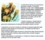 Body Spring Integratore Alimentare Echinacea 30 Capsule